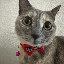Just Elizabeth Cat logo