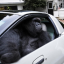 Gorilla in a Coupe (gorillainacoupe.com) logo