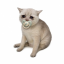 Baby Cash Cat logo